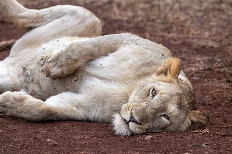 Leões Acasalando No Kruger Park Na áfrica Do Sul Imagem De Stock