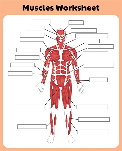 10 Best Printable Worksheets Muscle Anatomy