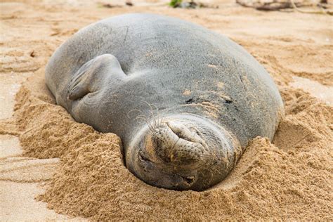 10 Things To Know About Hawaiian Monk Seals 4ocean