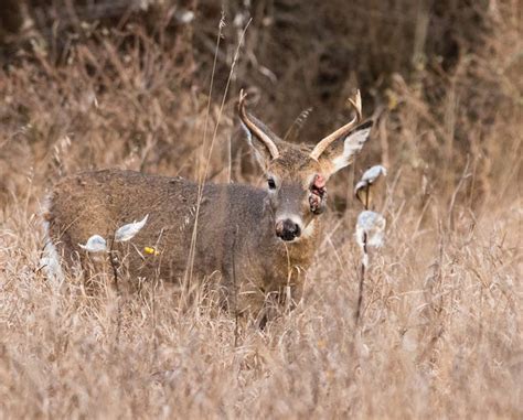 How To Recognize Cwd Ehd Warts In Pa White Tailed Deer