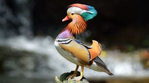12 Facts About Mandarin Ducks Mandarin Duck Animals Cute Animal