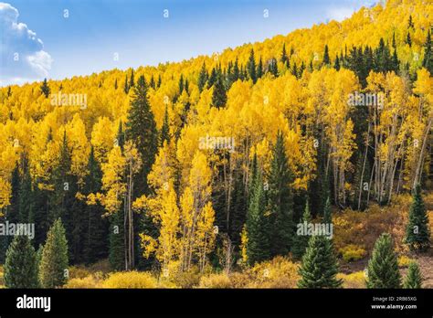 Autumn Color In Colorado Stock Photo Alamy