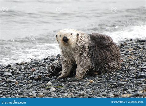 Sea Otter Stock Photography | CartoonDealer.com #51659936