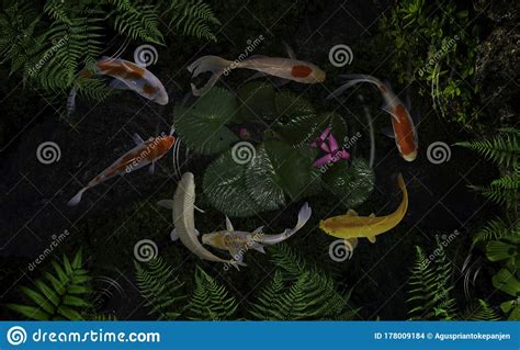 Poisson de koi dans l'étang de lotus imprimer, pillowcase. Koi Fish Pond With Lotus Flowers Stock Photo - Image of ...