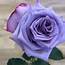 Deep Purple Roses  Florabundance Wholesale Flowers