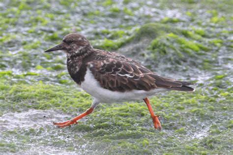 Turnstone Bird Aware Solent