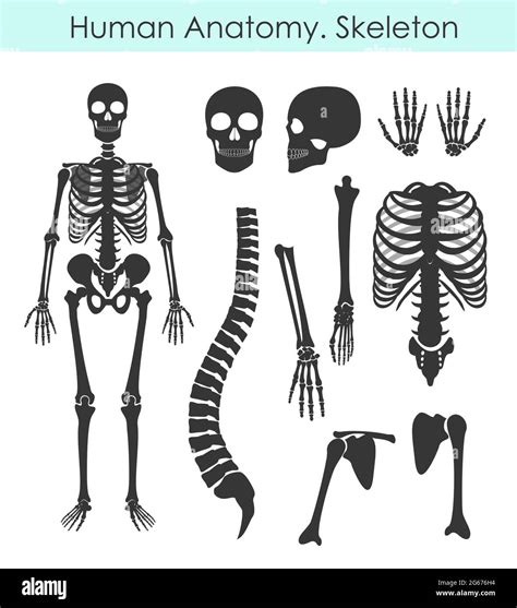 Skeleton Silhouette Drawing Hi Res Stock Photography And Images Alamy