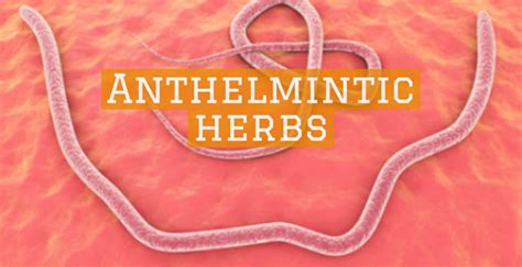 Anthelmintic Herbs Herbs For Healthcom