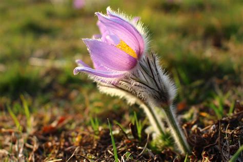 Eastern Pasque Flower Pulsatilla Patens Petr Flickr