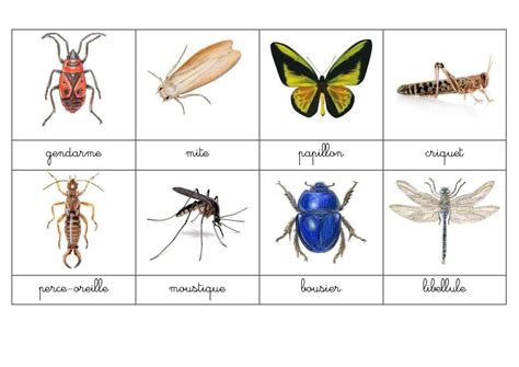 Pdf Identification Des Principaux Ordres D`insectes Cégep De Sainte