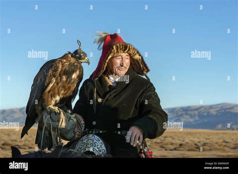 Kazakh Eagle Hunter Holding His Golden Eagle Western Mongolia Stock