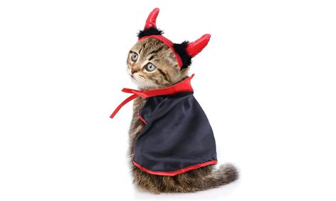 The 9 Best Halloween Costumes For Cats