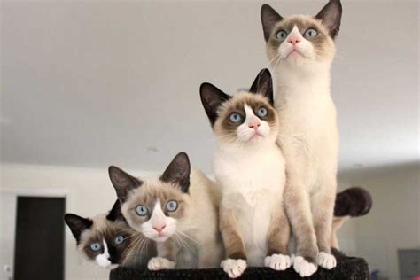 Snowshoe Cat Breed Information And Facts Pictures Pets Feed