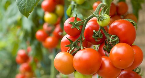 Tomato Growing Guide Tui When To Plant Feeding Protecting And