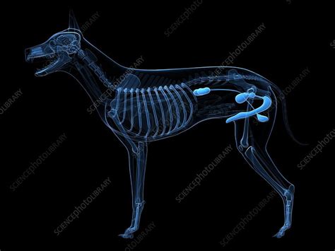 Dog Urinary System Artwork Stock Image F0062261 Science Photo