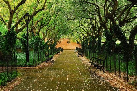 Fruit Trees - Home Gardening Apple, Cherry, Pear, Plum: Secret Garden