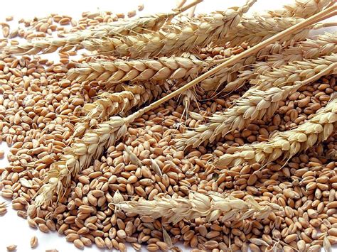 Corn Grains And Wheat Quiz