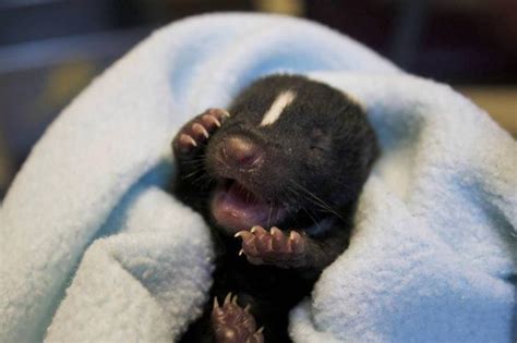 17 Baby Skunks That Will Make You Feel Better About Life Pleated Jeans