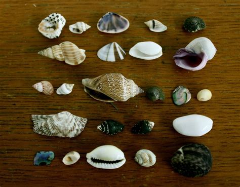 She Sells Seashells Seashells Sells Conch Shells Sea Shells Clam
