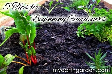 5 Tips For The Beginning Gardener My Earth Garden