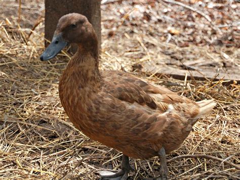 You may want to keep ducks as pets, for meat, for egg production or as an organic way of controlling pests in the garden. Best Duck Breeds for Pets and Egg Production | HGTV