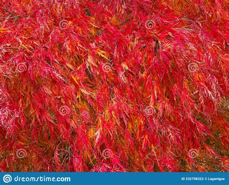 Japanese Maples Tree In Autumn With Bright Red Leaves Stock Photo