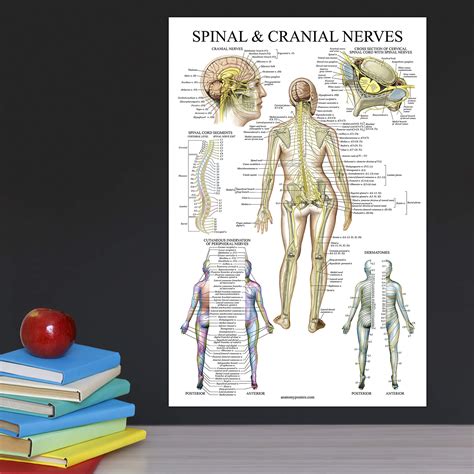 3 Pack Muscle Skeleton Spinal Nerves Anatomy Poster Set