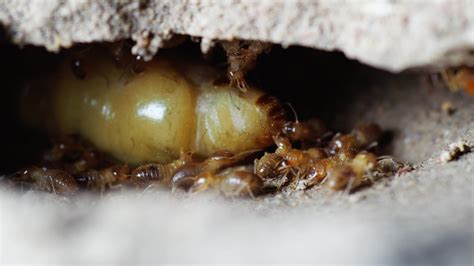 The Queen Of Termites And Termites Who Perform Labor Duties Large
