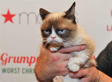 10 Of The Funniest Grumpy Cat Memes
