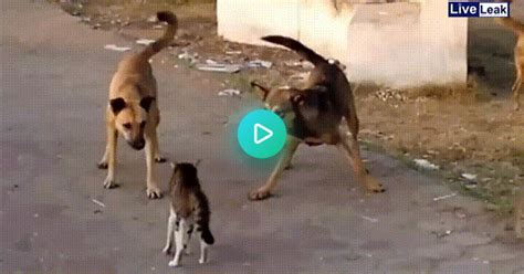 Cat Vs Dogs  On Imgur