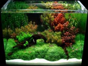 Cool Aquarium Decorations Fortikur : Best Source of DIY Home 