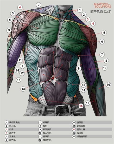 Pin By Patricia Germoglio On Anatomy Anatomy Drawing Human Anatomy