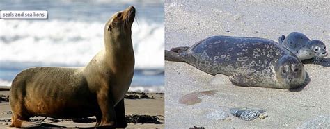 Taking a closer look, there are marked differences between sea lions and. Seal of Confusion @ Michael Despines Photography