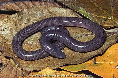 Caecilian Stock Photo Minden Pictures