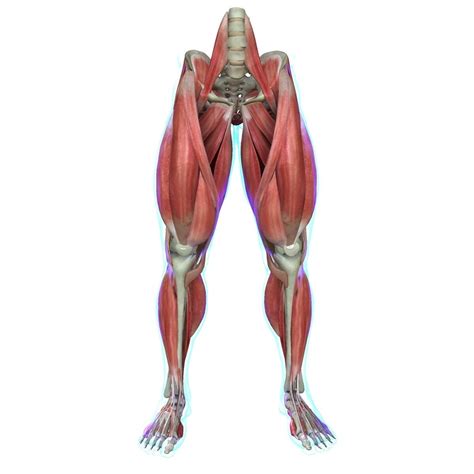 Human Leg Muscle Anatomy Medical Edition 3d Model Cgtrader