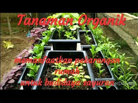Cara pengendalian hama dan penyakit sledri/seledri. cara budidaya sayuran dan buah di pekarangan rumah ...