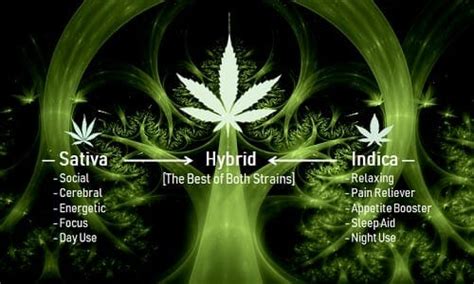 Hybrid Cannabis Guide 11 Things You Must Know