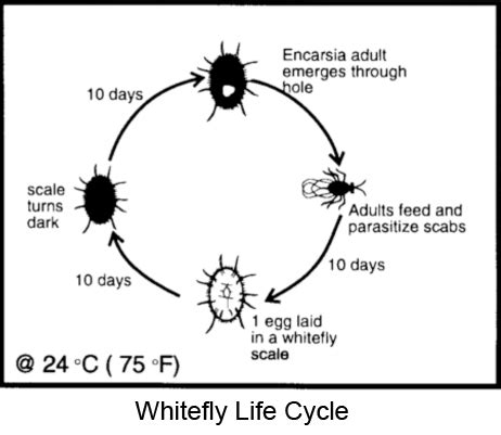 Maybe you would like to learn more about one of these? Natural and Bio-Rational Pest Controls