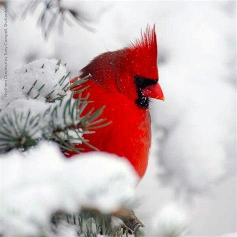 Male Cardinal West Virginia State Bird Pet Birds Beautiful Birds