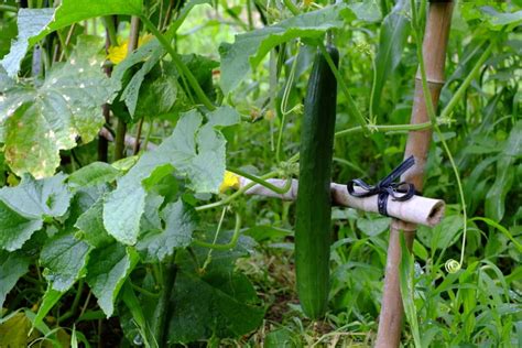 It takes so long for a nail to grow back after a traumatic event because nails grow slowly. How Long Does It Take to Grow Cucumbers from Seed ...