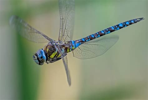 Common Hawker In Flight Dragonfly Dreams Dragonfly Insect Art Story