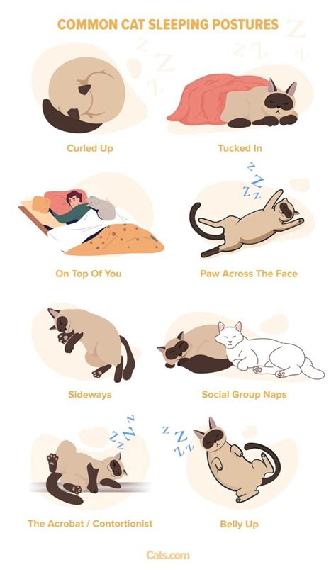 Most Common Cat Sleeping Positions Meaning Cats Com
