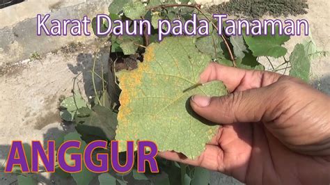 Gambar & ucapan selamat idul fitri 2021. Fantastis 10+ Gambar Daun Anggur Animasi - Richa Gambar