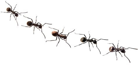 Ants Png Free Background Ants With No Background Clip Art Library