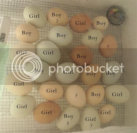 My Egg Sexing Results Are In D Backyard Chickens Learn How To