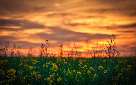 Depth Of Field Yellow Flowers Sunset Flowers Nature Rapeseed