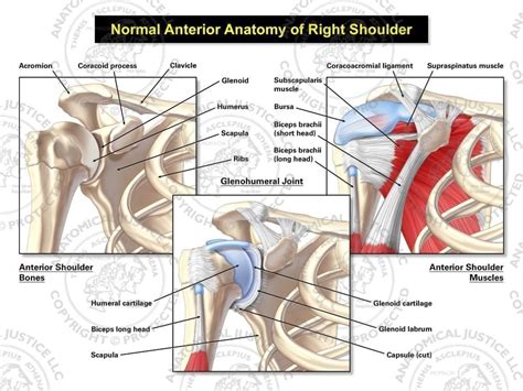 Human foot anatomy and muscle. Anterior Anatomy of the Right Shoulder