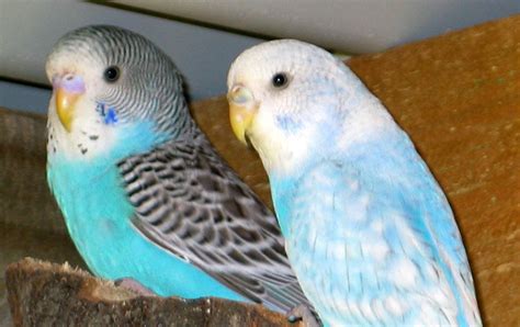Budgie Care 101