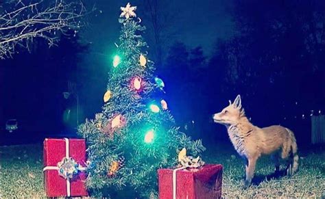 She Set Up A Christmas Tree By Her Wildlife Camera The Results Are Magical