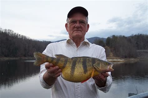 Virginia State Record Yellow Perch The State Record Fish C Flickr